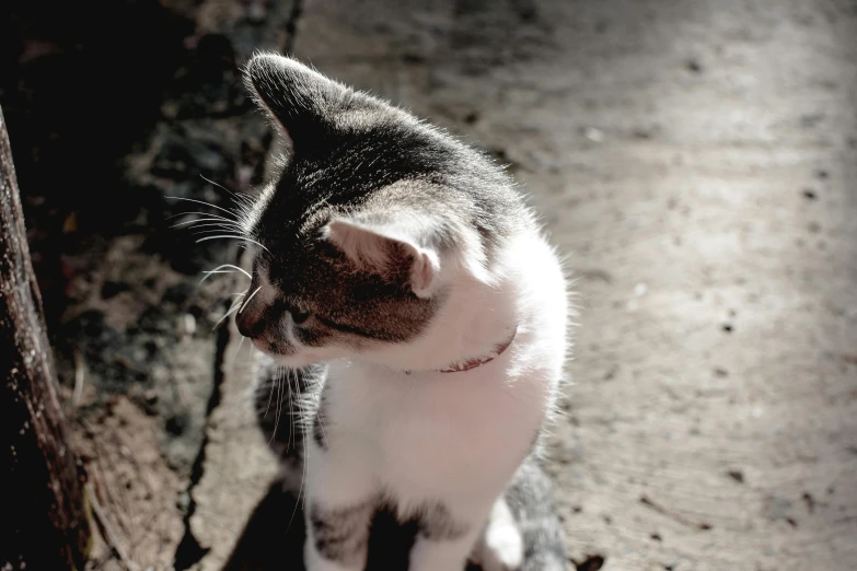 a kitten sitting on top of a wood plank