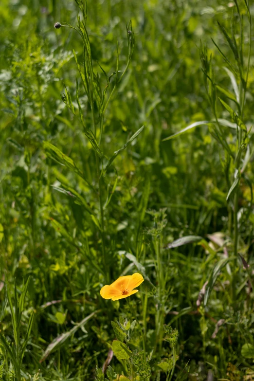 there is a yellow flower in the middle of the grass