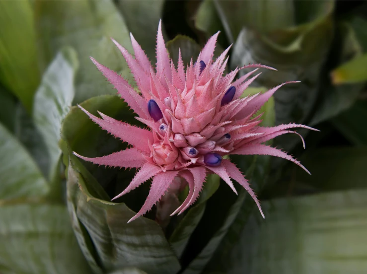 pink flower in a large group of green leaves