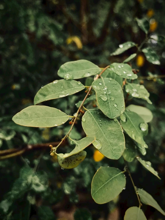 close up of leaves and raindrops in the forest