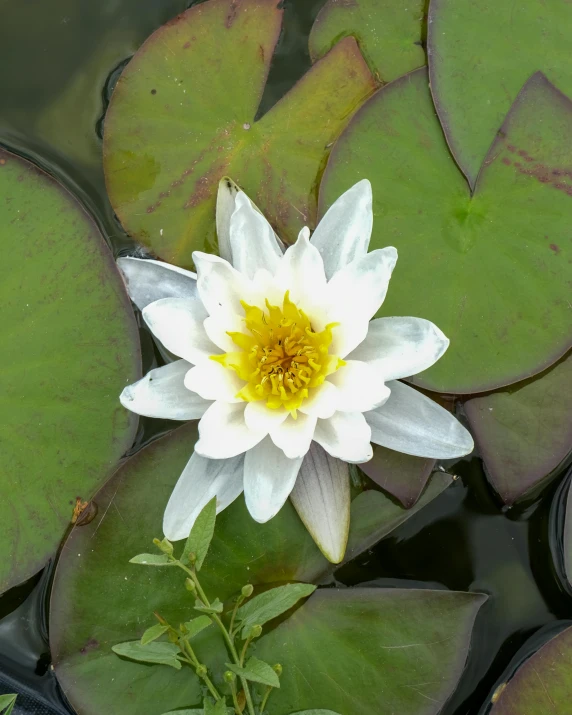 a white and yellow flower sitting on top of lily pads