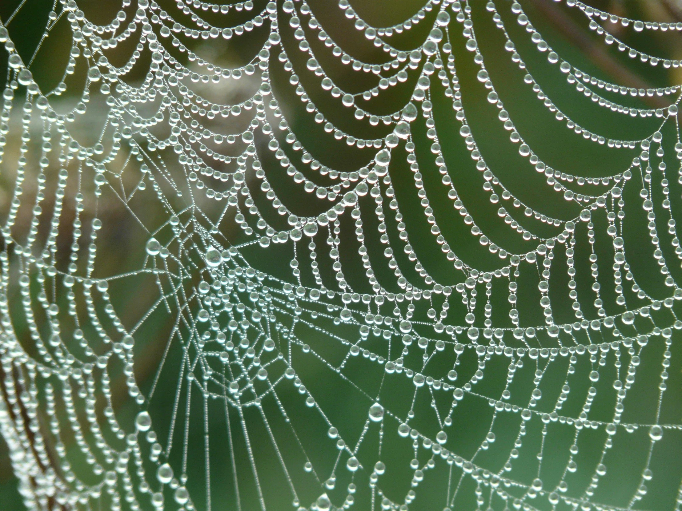 a spiderwefe web covered in dew droplets