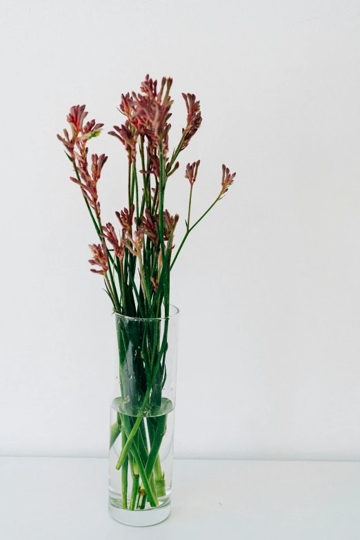 a vase holding pink flowers in front of a white background