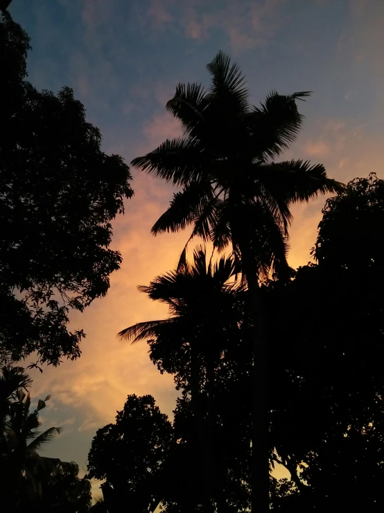 palm trees at dusk against a cloudy sky