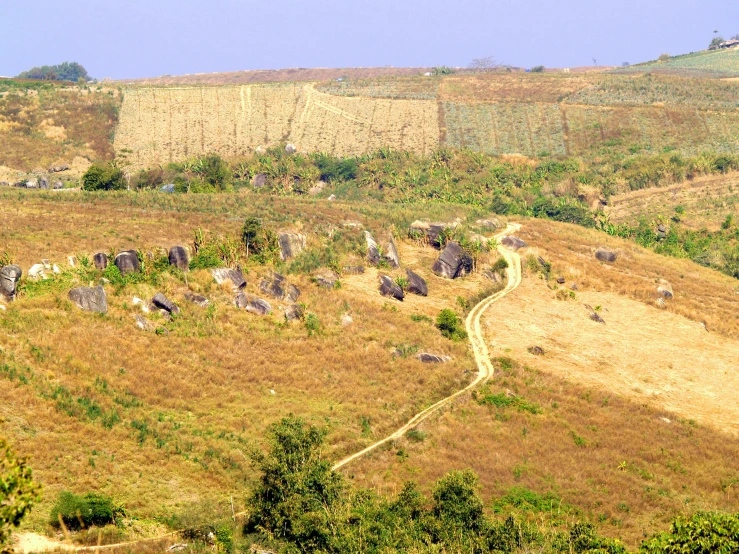 some animals are grazing in a field on a hill