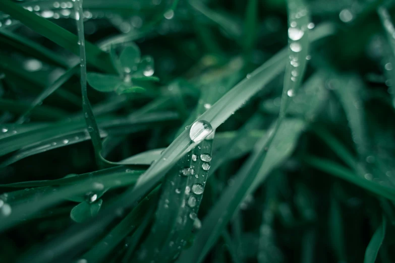 the droplets of dew are covered in water