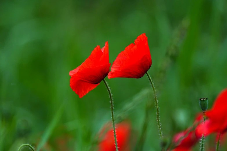 two flowers that are sitting in the grass