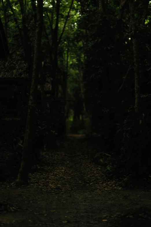 a dark forest with trees and light coming out of the trees