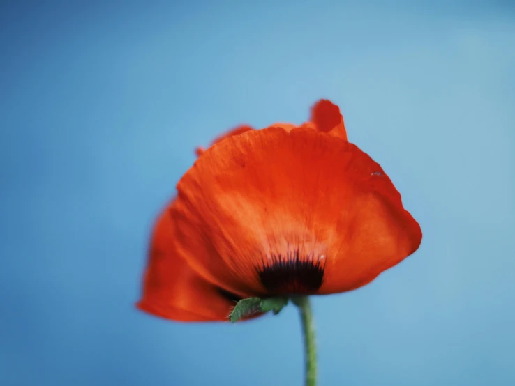 a single poppy flower on blue sky background