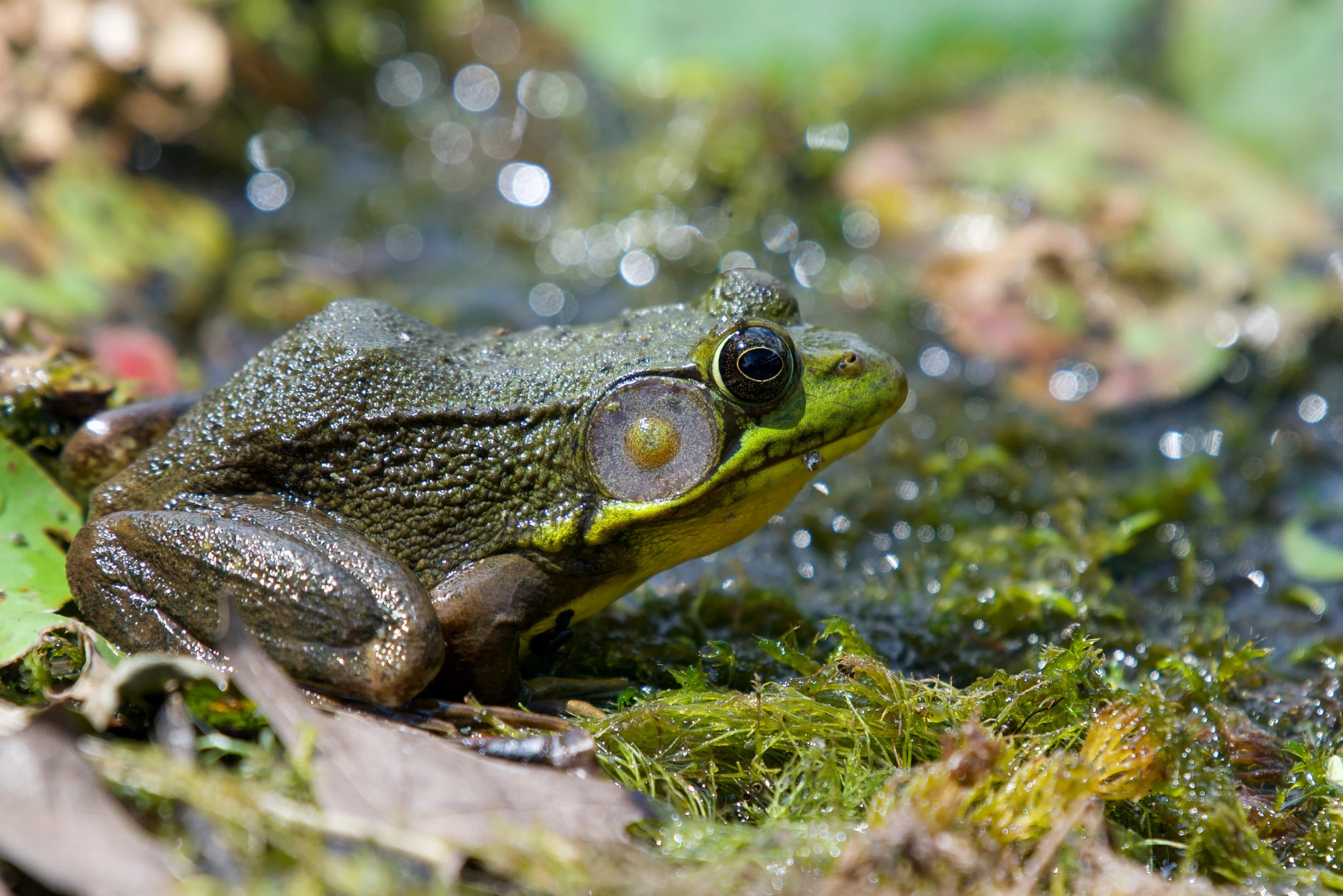 a frog with his eyes closed in a creek