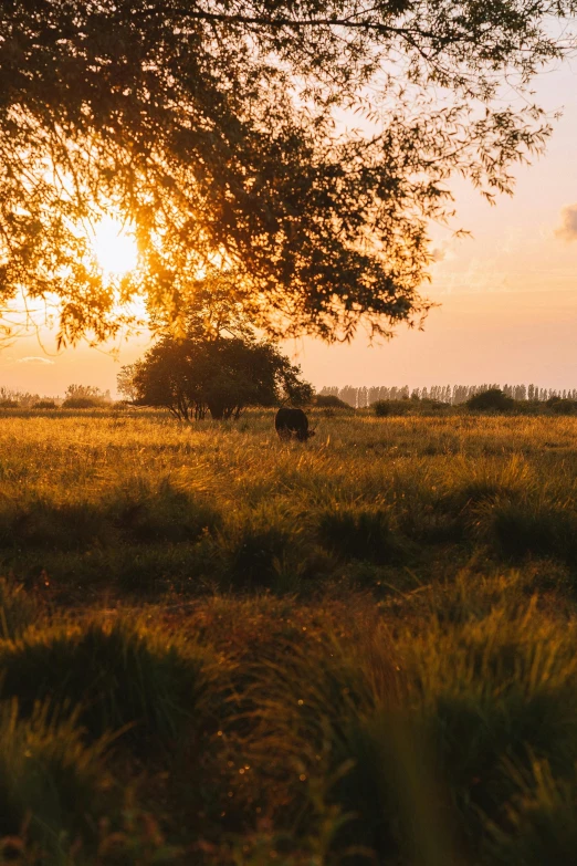 a ze is walking through the grass at sunset