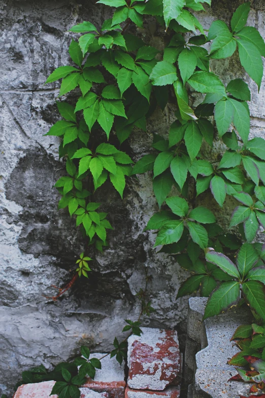 some vegetation growing over rocks and the walls