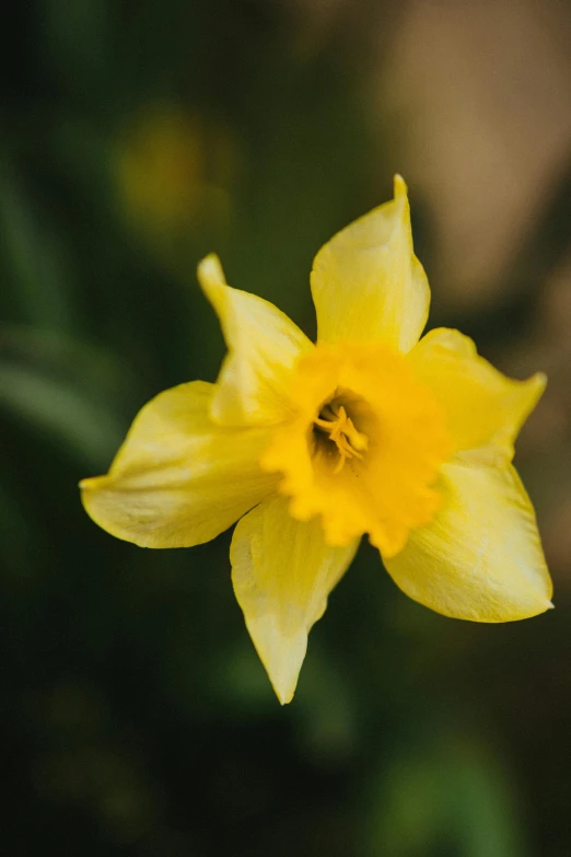 the yellow flower is blooming brightly from above