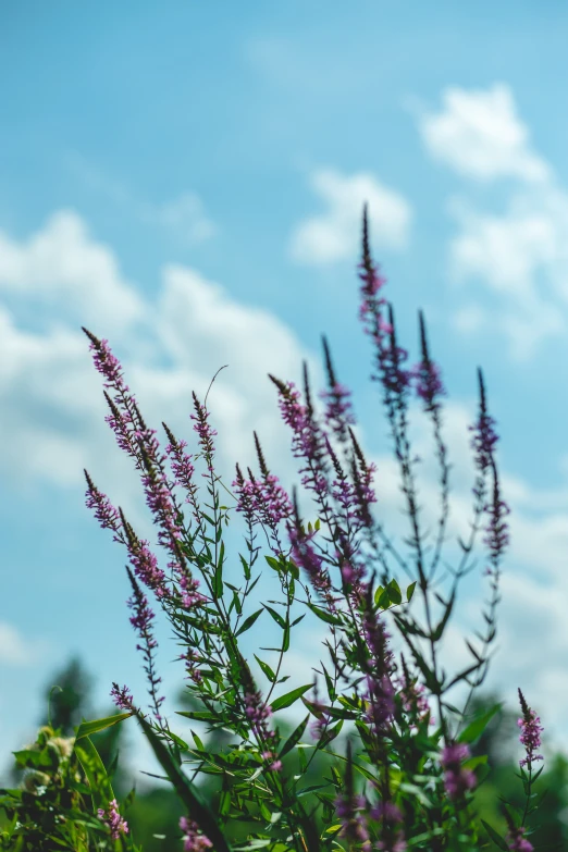 some pretty purple flowers are in front of a blue sky