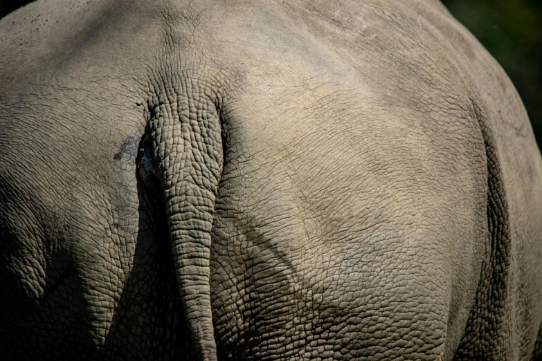 a closeup of an elephant's head and face