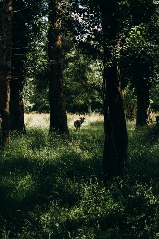 deer is hidden by tall grass amongst the trees