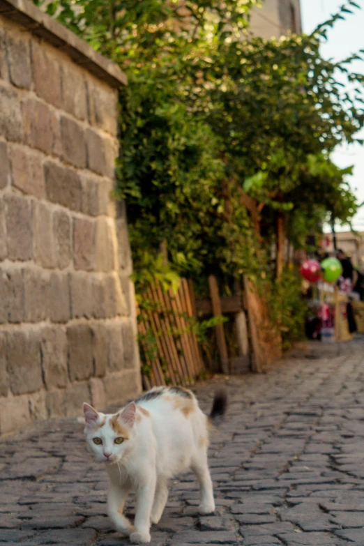 white and orange cat walking down sidewalk in urban area