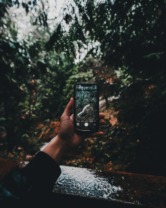 a person holding a cell phone above a tree