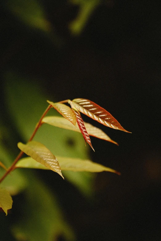 a brown and red plant with two leaves on it