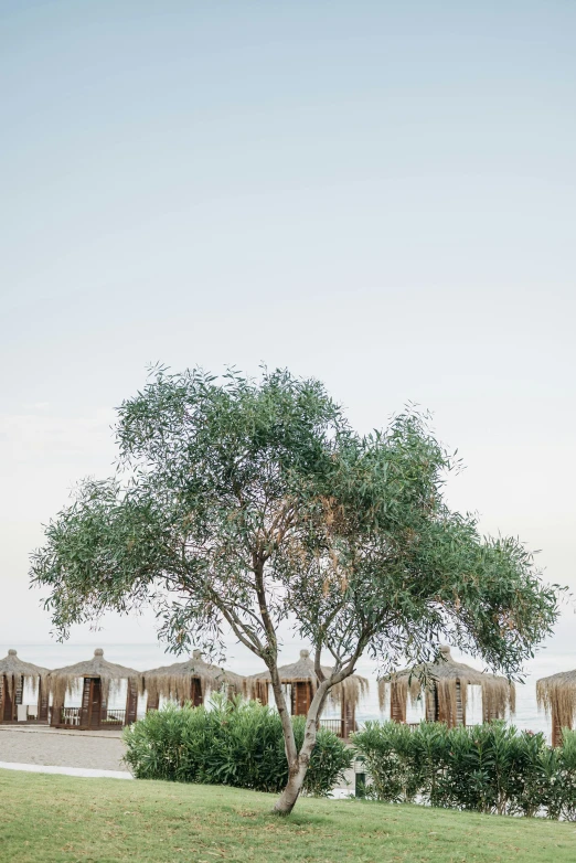 a tree in a grassy area near buildings