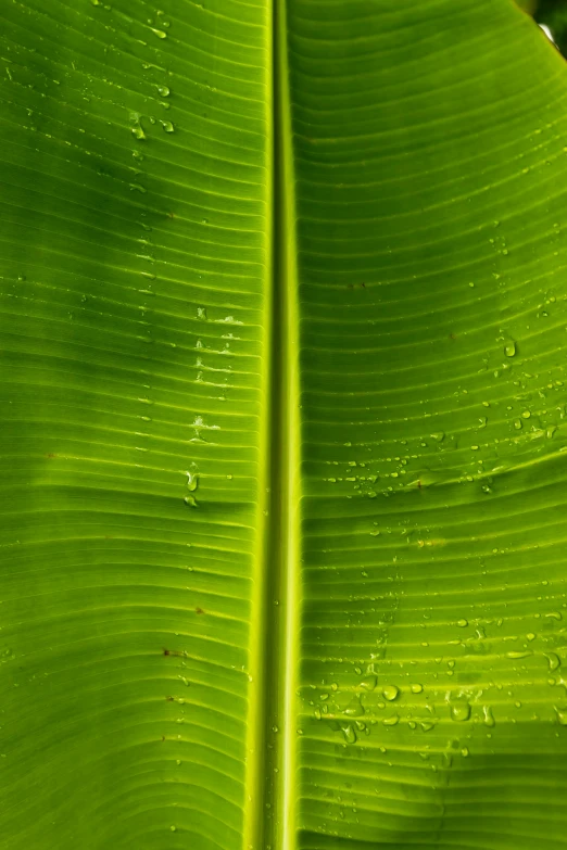 the view from above of a large green leaf with drops of water on it