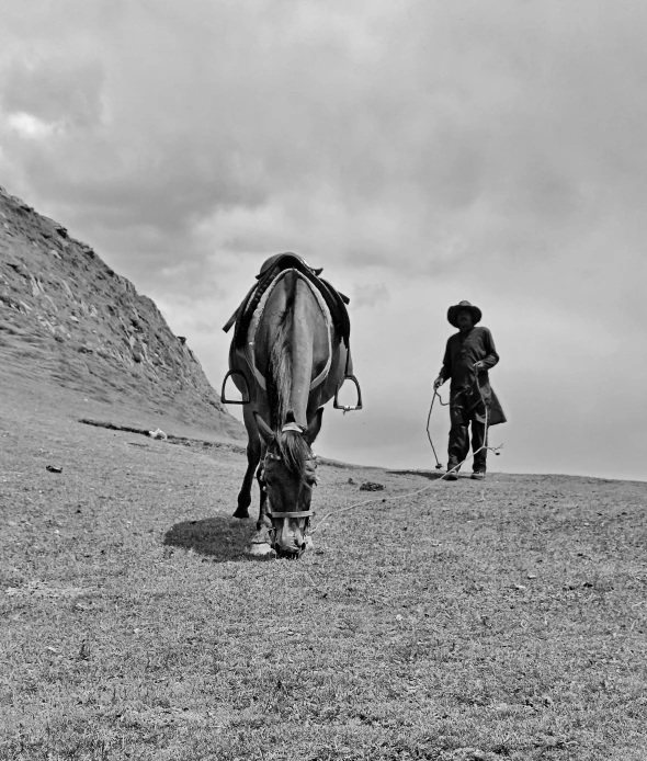 a black and white image of a horse eating grass