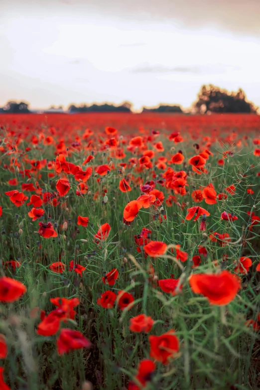 some very pretty red flowers near some grass