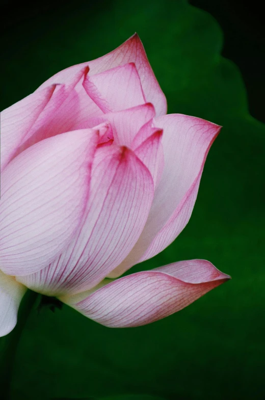 a pink flower sitting on top of green leaves