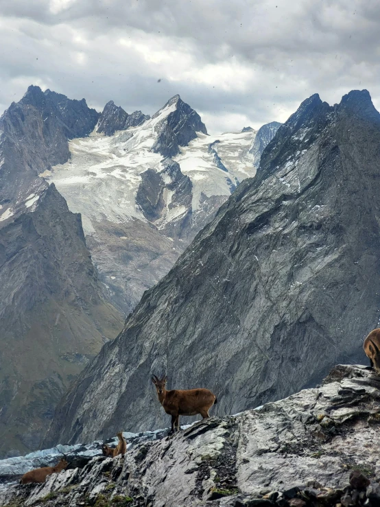 some animals standing on top of a mountain