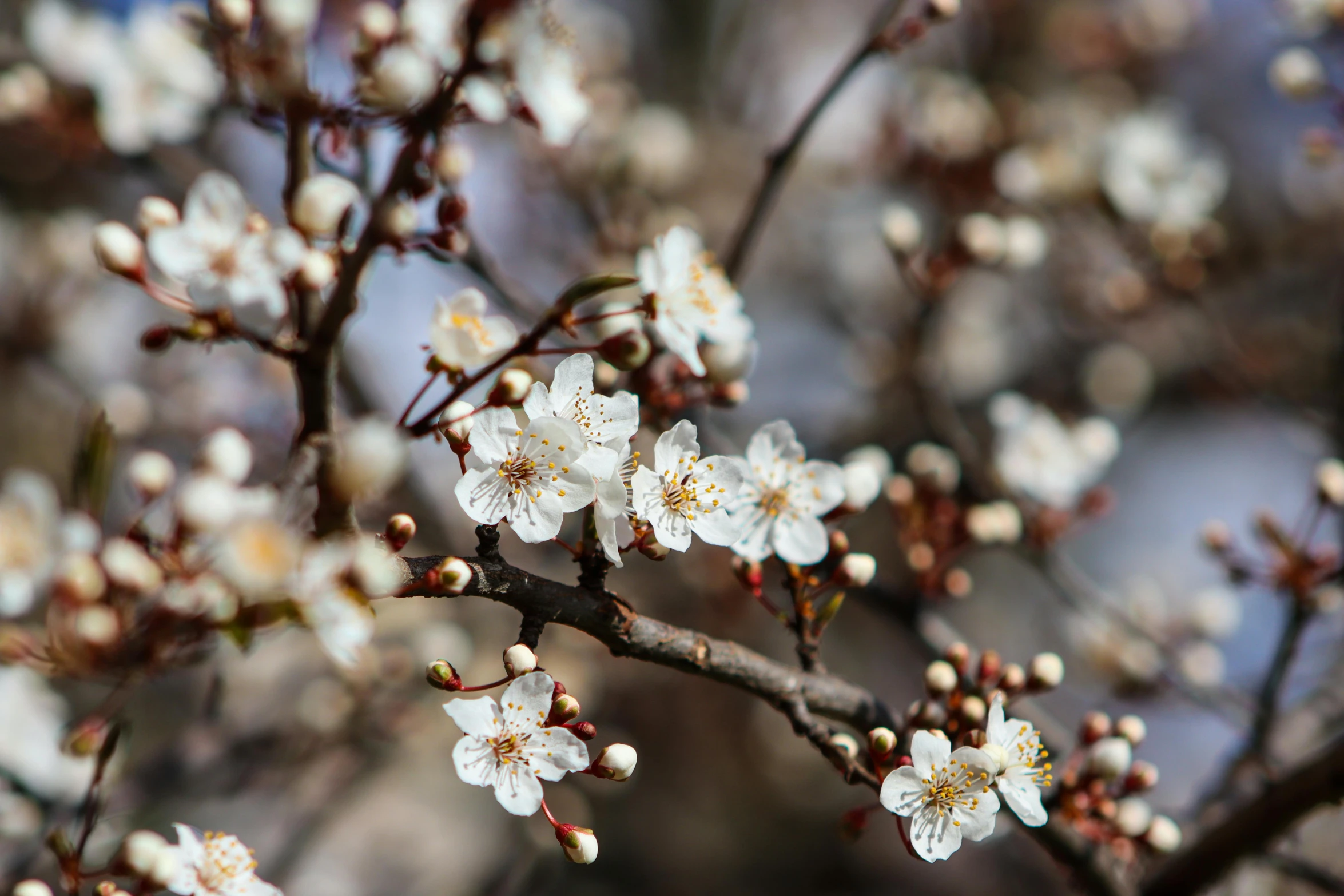 some white flowers on a tree nch