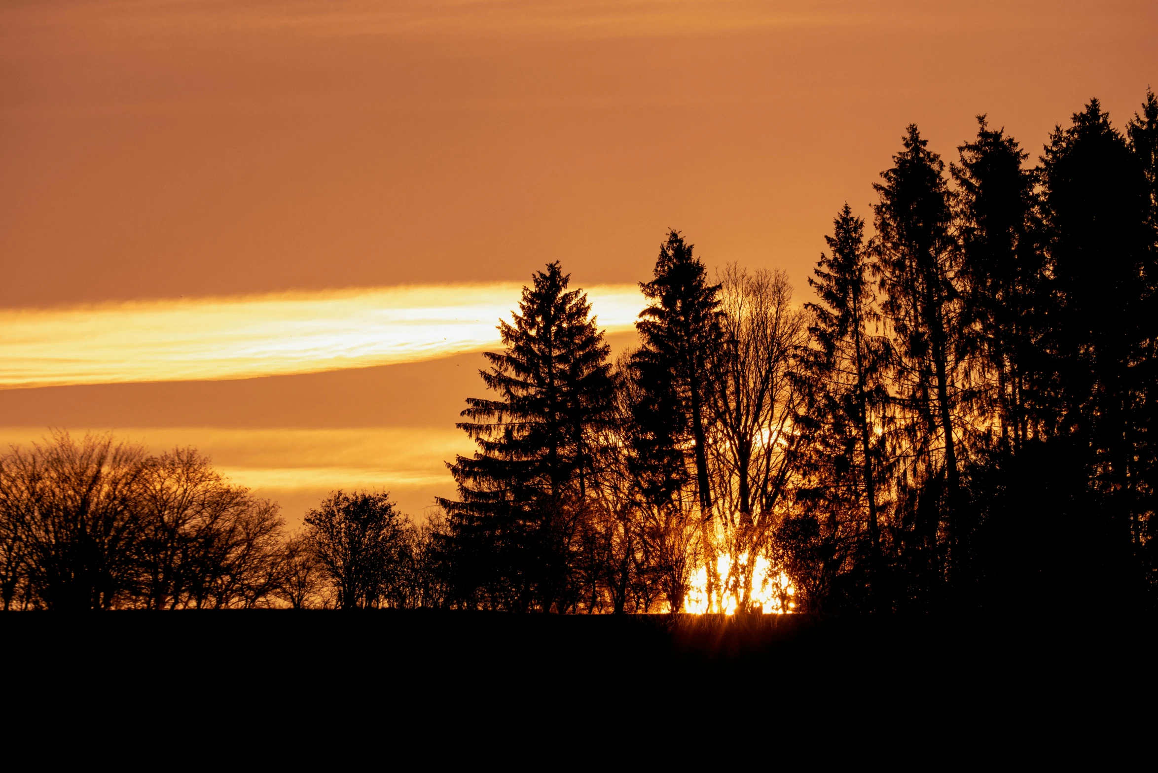 silhouettes of evergreens and sun with orange sky