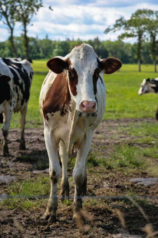 two cows standing on a lush green field