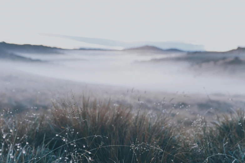 a field of tall grass sitting next to a forest