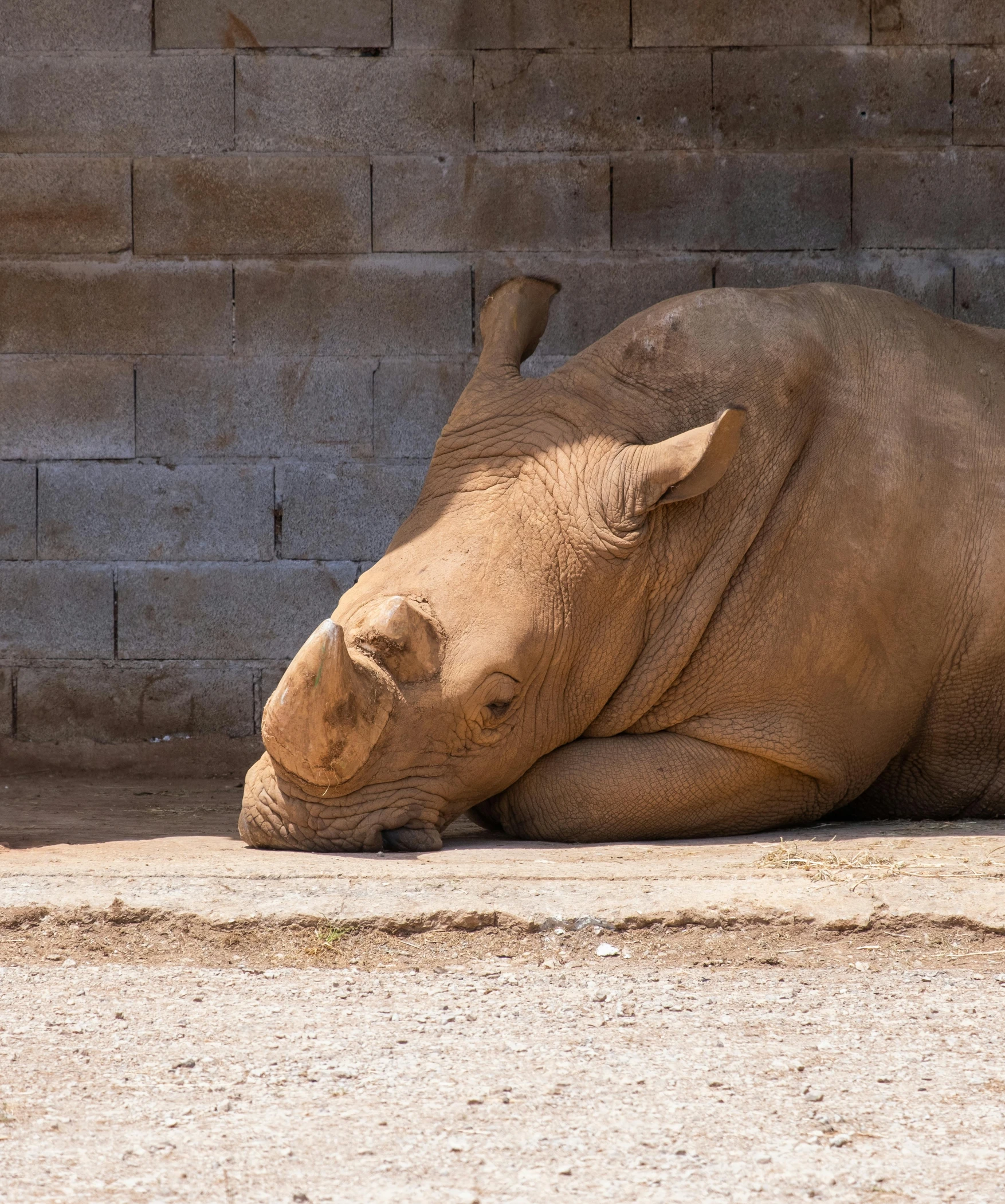 a rhino laying down by a wall with his head turned to the side