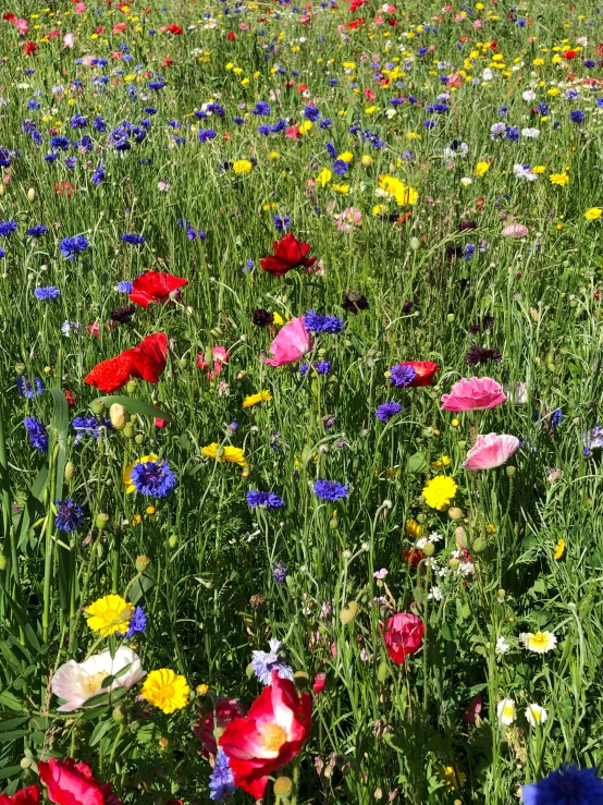 large variety of flowers grow in the middle of the field