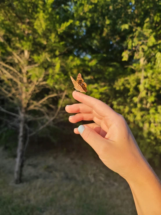 a erfly sitting on a person's finger in the sun