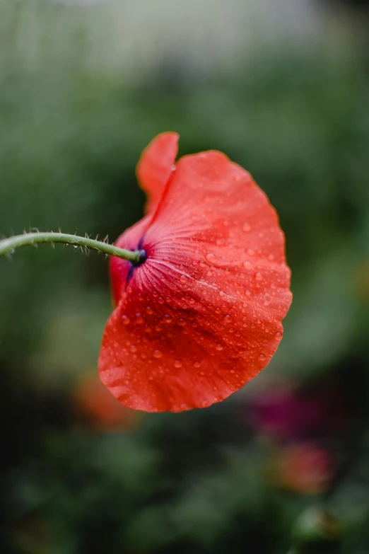 a single flower is seen in the foreground with the green background