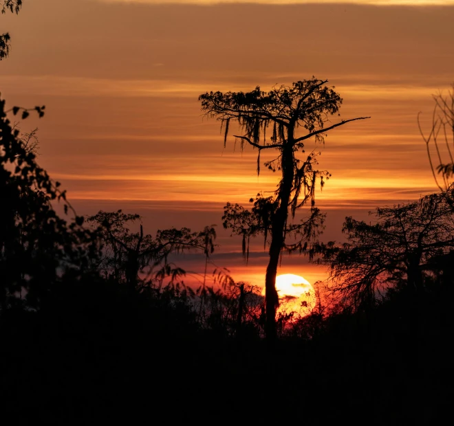 sunset through trees at the top of a hill