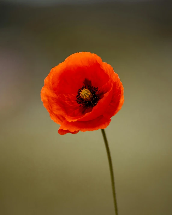 an orange flower in front of a gray background