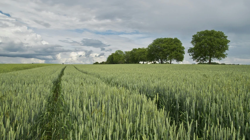 green crops in a field with one tree standing alone