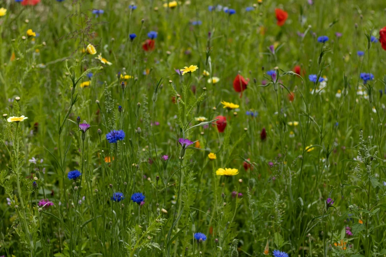 a field full of wild flowers with the grass all around