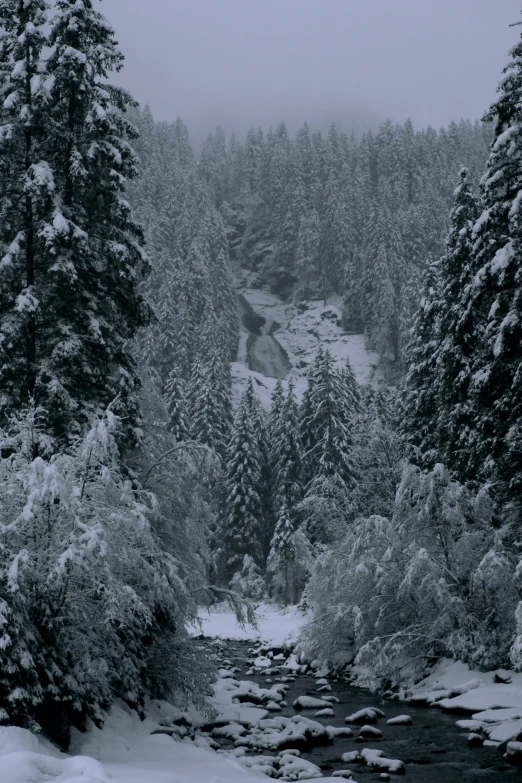 snow covered trees line a snowy, evergreen - covered riverbed