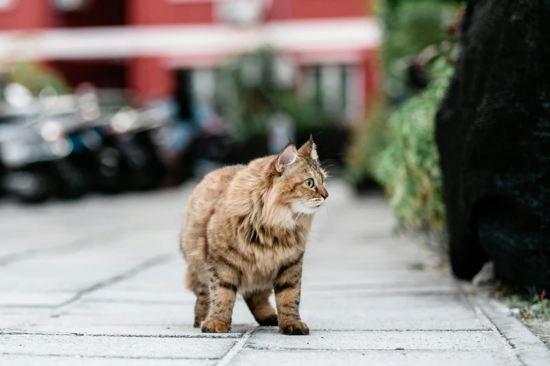 a cat walking along on a sidewalk in a town