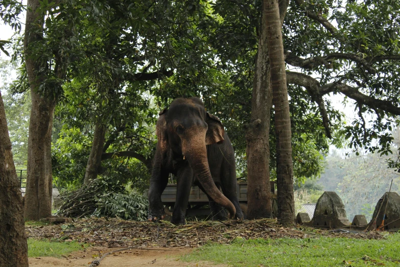 an elephant walking by a park bench with trees and grass