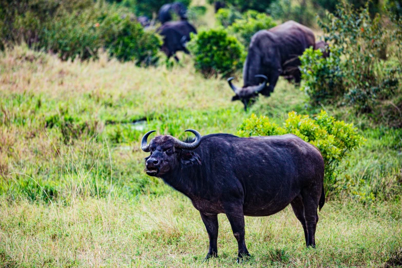 some buffalo stand by on the side of a dirt road