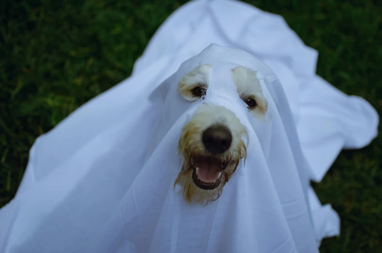 a dog is wrapped in plastic on grass