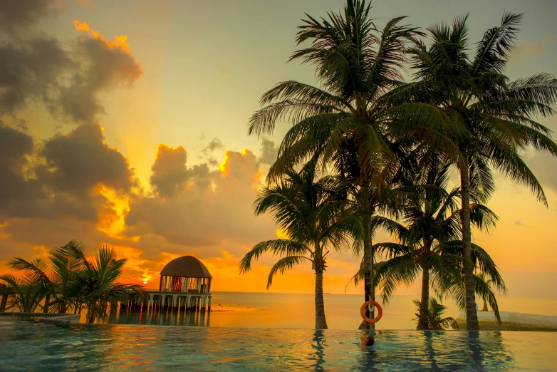 palm trees and the sun rising over the ocean