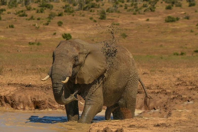 an elephant that is standing in the water