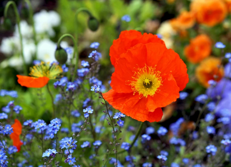 flowers with blue and white blooming beside each other