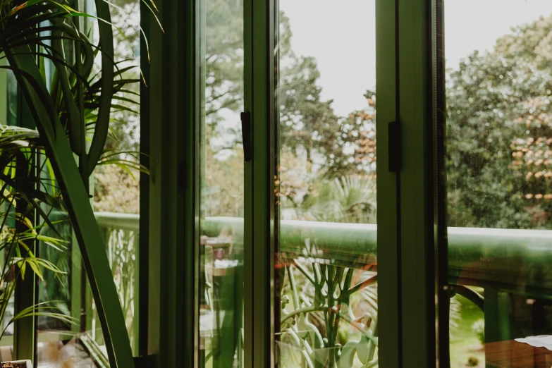 a close up of a houseplant inside a room